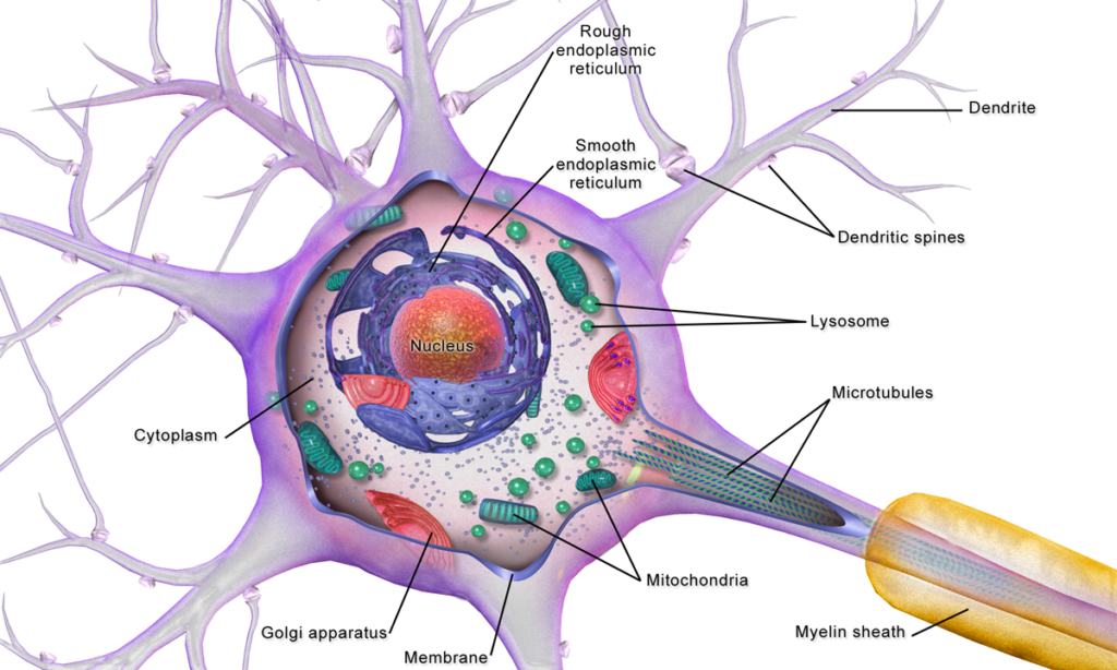 Neuron_Cell_Body