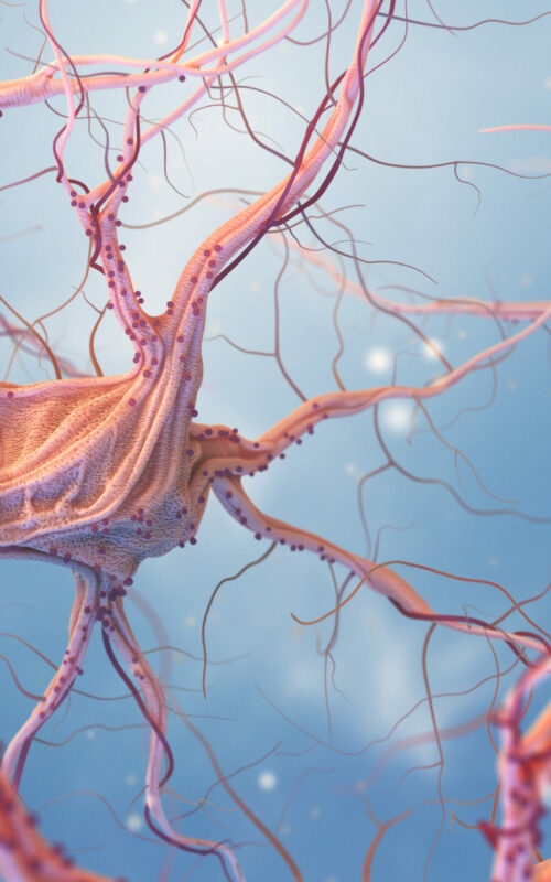 Sigma-1 nerve cells