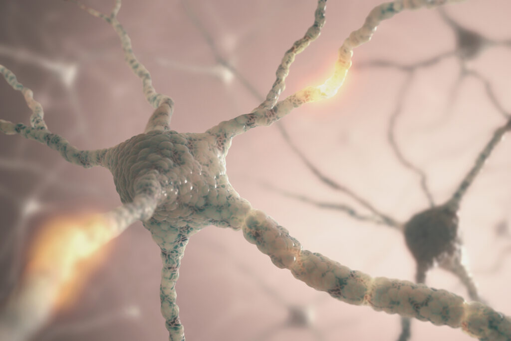 Neuron synapses