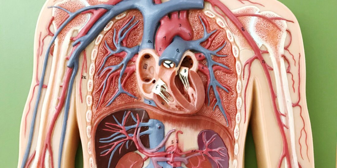 Chronic Sigma 1 receptor activation alleviates right ventricular dysfunction secondary to pulmonary arterial hypertension