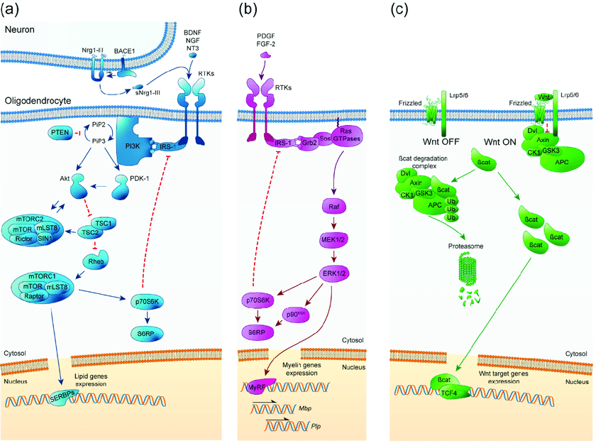 FXS signaling pathways