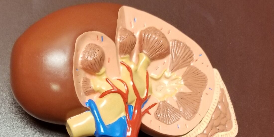 Sigma-1 Receptor Agonists are Protective in Renal Ischemia/Reperfusion Injury