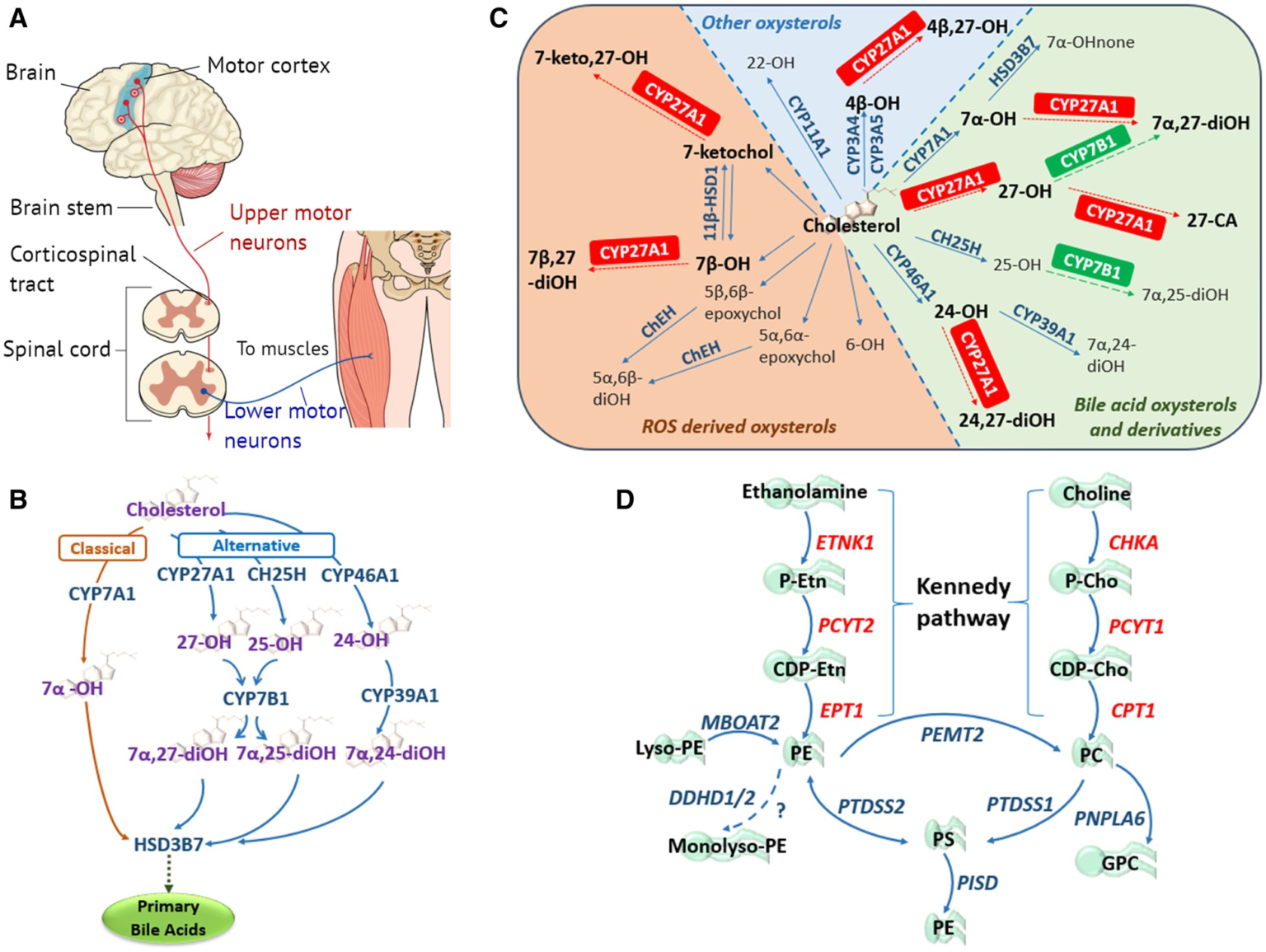 Lipid Metabolic Pathways Converge In Motor Neuron Degenerative Diseases ...