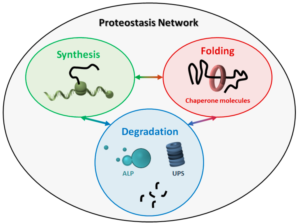 Proteostasis Network