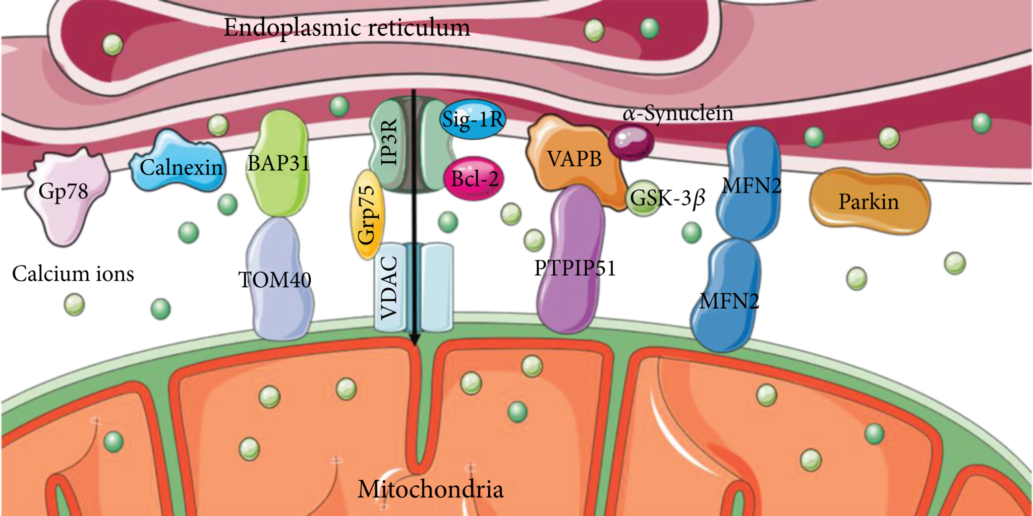 Mitochondria-Associated Endoplasmic Reticulum Membranes: Inextricably ...